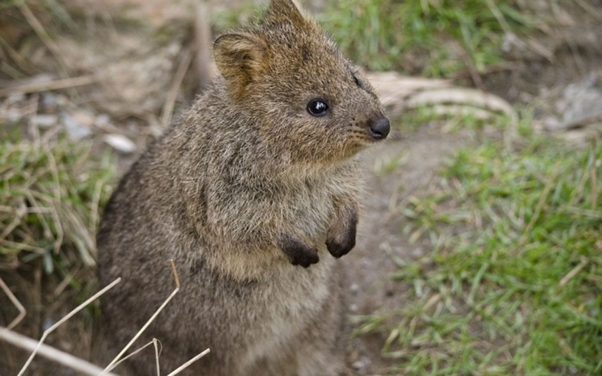 Quokka Every Hour (@quokkaeveryhour) on Twitter photo 