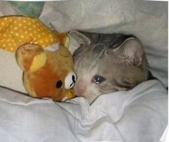 Deenial | 🐙【Space-Squid VTuber】 tweet media