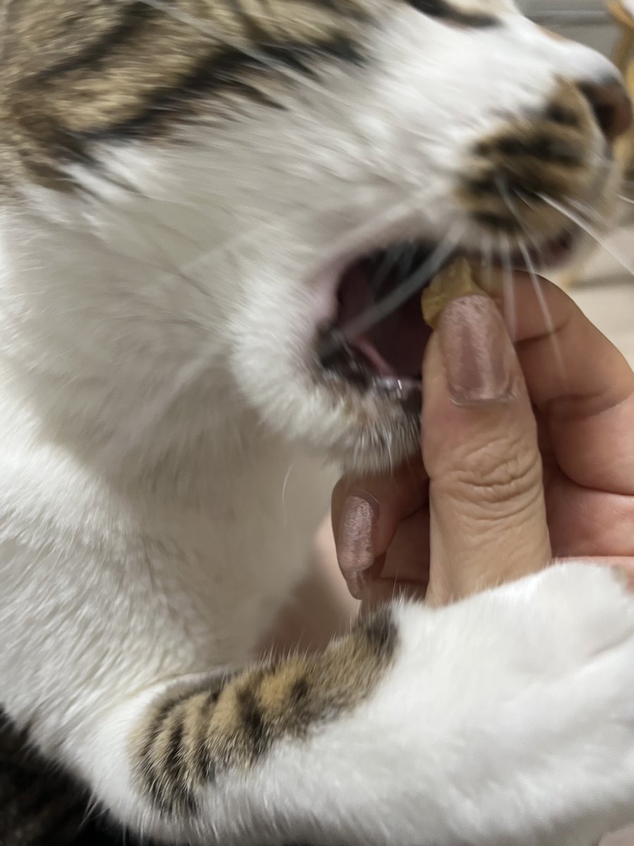 어이없는 고양이 한입에 와암~