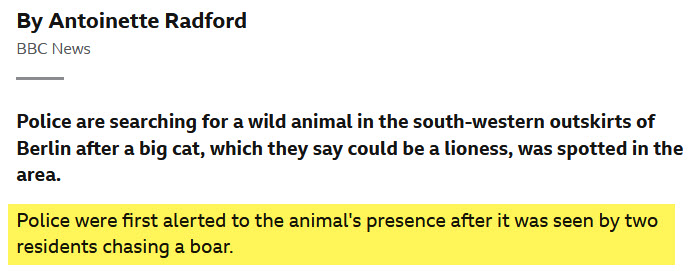 You have to wonder why two people were chasing a boar!? #BBCNews <a href="/a_radford1/">Antoinette Radford</a>
