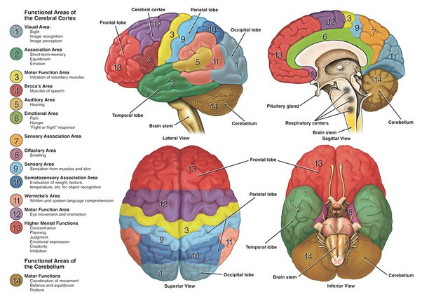 cosmoscombine's tweet photo. Brain tasks:
-Controls breathing,heart rate,body temperature &amp; muscles
-Instructs muscles to contract and pull on the skeleton so your body can move
-Stores and retrieve memories
-Thinks, reasons and imagines
-Produces and controls emotions
#body #biology #brain https://t.co/uyff9yhGd3