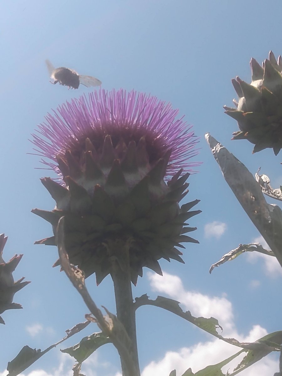 The pleasure and joy in a particular angle, perspective and moment....
#Parks #DoLondonDifferently #GreenSpaces #Nature #LoveParks #Pollinators #Thistles
#CallyPark #Islington