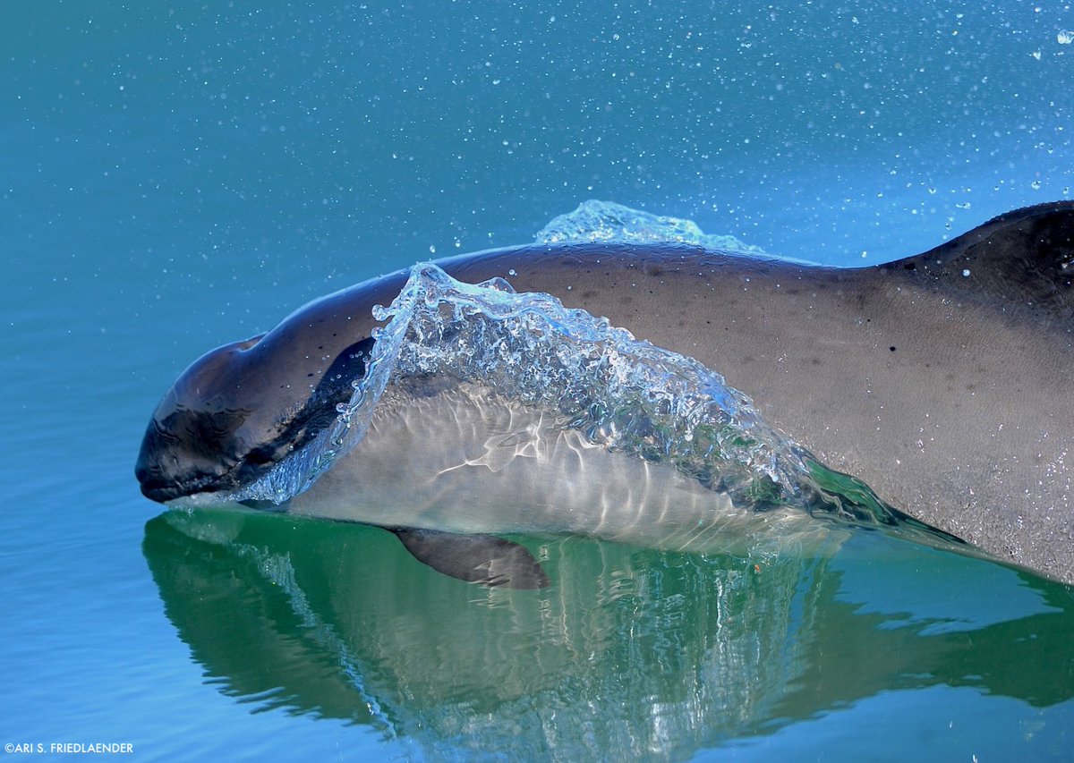 Harbor porpoises, which are vulnerable to ocean noise and human disturbance, are surprisingly living in the busy, heavily trafficked New York waters throughout the year, new WCS research confirms for the first time. bit.ly/3XVZrdj