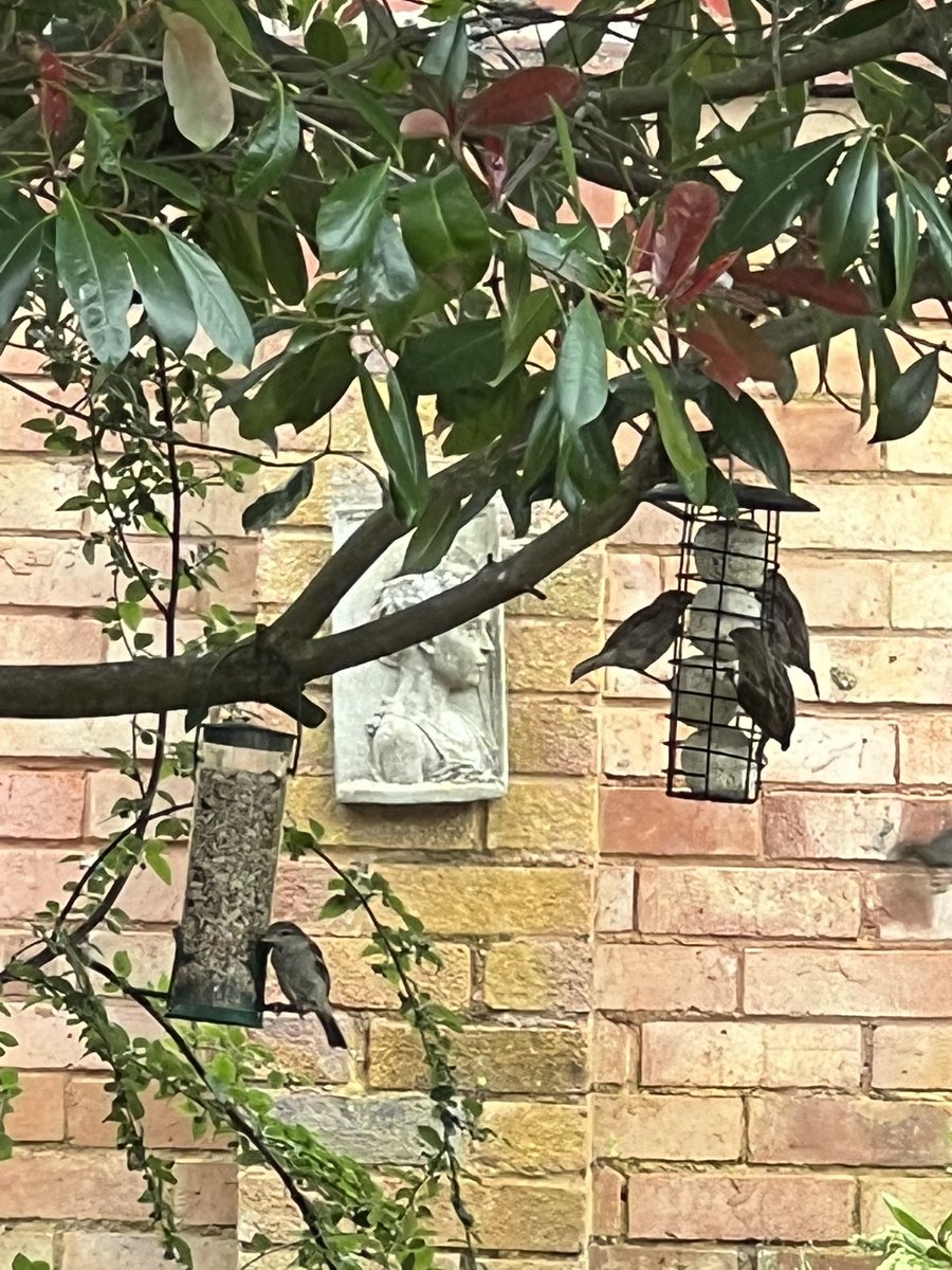 annekaka's tweet photo. Every bird in my garden is going mad for the bird food I ordered from @HedgeBuddies!! Fat balls and seed mixes-all going down a treat!! 🐦 https://t.co/DGkZrUYUhr