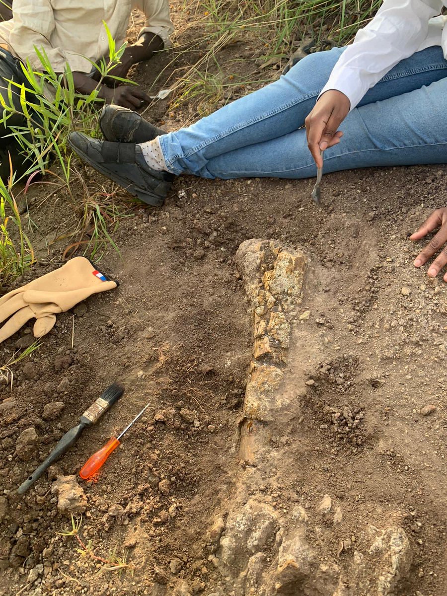 Another rare discovery in Napak Geo Park in Karamoja! We can’t wait to unveil the details.Investigations still ongoing. Stay connected #fossil #paleontology #napakgeopark