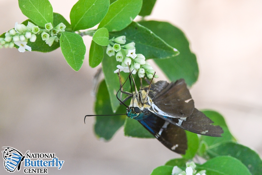 NatButterflies's tweet photo. Flashers are one of the showiest members of the Skippers family of butterflies, including the Two-barred Flasher which is uncommon, but not rare, in the Lower Rio Grande Valley of Texas. It is rarely seen elsewhere in the U.S. This one has some miles on it, but still striking! https://t.co/FZgWXTrPlH