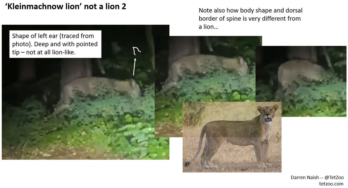The #Kleinmachnow lion #loewin is definitely NOT A LION: this is obvious from tail, ear and body shape. But what is it then? I'm not sure. It looks like a hoofed mammal of some sort.. maybe a cow?
