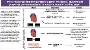 JMCCPlus's tweet photo. Recent work from @kaufmanlabpitt @PittDeptofMed @PittVMI has shown #Metformin pretreatment protects against #myocardial #stunning and kidney injury in a #mouse model of #cardiac #arrest, but is unable to offer #protection when given as a #rescuetherapy
https://t.co/4cOMzg8IaS https://t.co/otfDs9SrFC