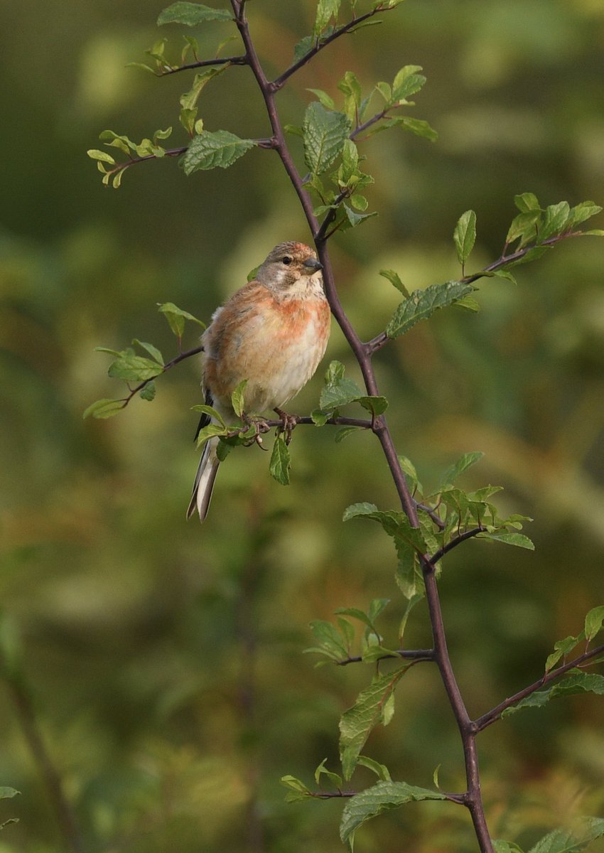 Baztheboat's tweet photo. A few images from Stanford this morning (alas, no redstart๐คท). #littleegret #linnet #hare #commonsand https://t.co/FZufQA99vi