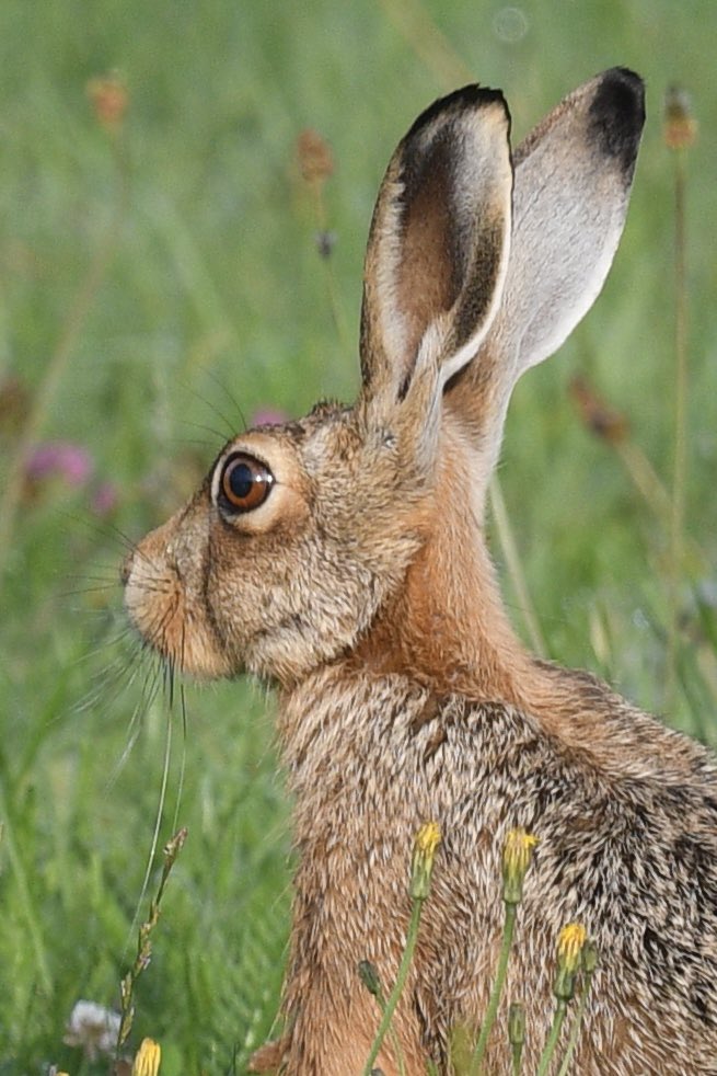 Baztheboat's tweet photo. A few images from Stanford this morning (alas, no redstart๐คท). #littleegret #linnet #hare #commonsand https://t.co/FZufQA99vi
