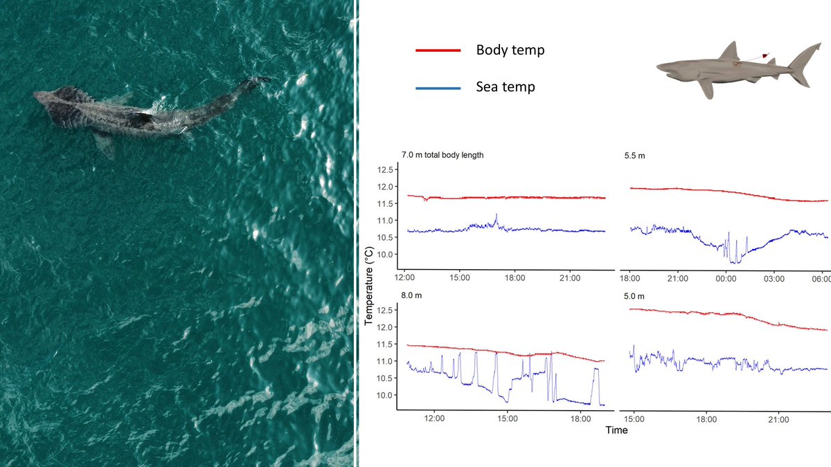 🎵🚨 Well, I’m hot blooded, check it and see…🎵🚨 Despite always been known as being cold blooded, basking sharks are actually regionally endothermic like their close relatives great whites! 🔥🦈🔥 Check out my second PhD chapter here: doi.org/10.3354/esr012…