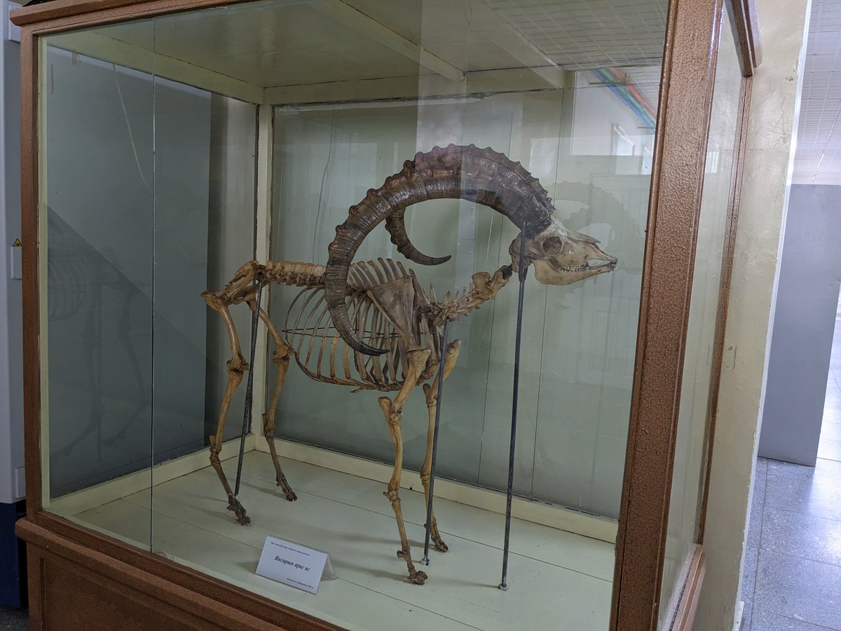 Soviet-era #ibex skeleton mount at the #Mongolian Univ. of Life Sciences.