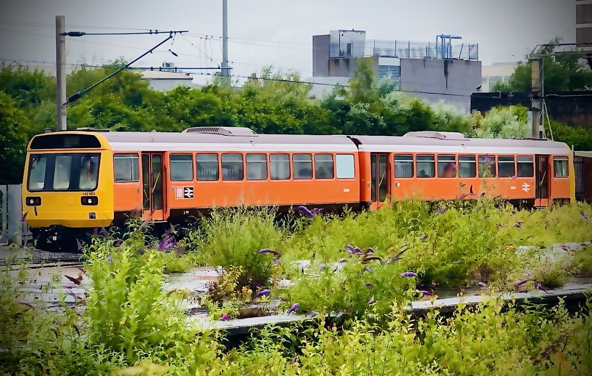 SydneyBridgeTMD's tweet image. Some shots from Tuesday afternoon’s filming 📸 18/7/23 #Class142 #Class805 #Class67 #Skip #Class350 #RailwayPhotography @LocoServicesGrp @AvantiWestCoast @tfwrail @DBCargoUK @LNRailway