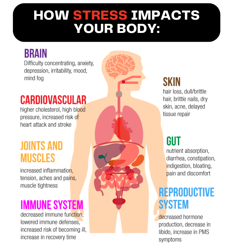 Longevity_EDU's tweet photo. If you're trying to burn fat & build muscle:
Reducing stress NEEDS to be a priority.
Here's why: https://t.co/6uDjxcR2x9
