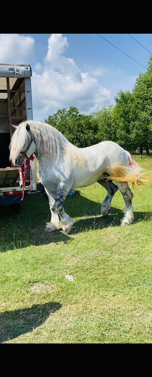 dascl3's tweet photo. Armăsar din România🇹🇩#horse #stallion #romania #elon_musk #instagram #Twitter #nature https://t.co/PRLYRfKYbL