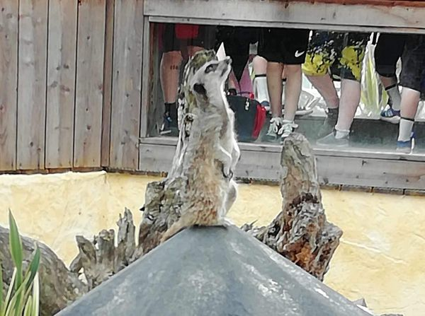 TransportHc's tweet photo. We had a lovely trip to Blair Drummond Safari Park this week to see some very inquisitive and funny animals ❤️ We are happy to arrange group days out, if anyone needs help with transport please give us a Dm or call 01314479953
#blairdrumondsafaripark
#communityconnecting https://t.co/ncARG61wSP
