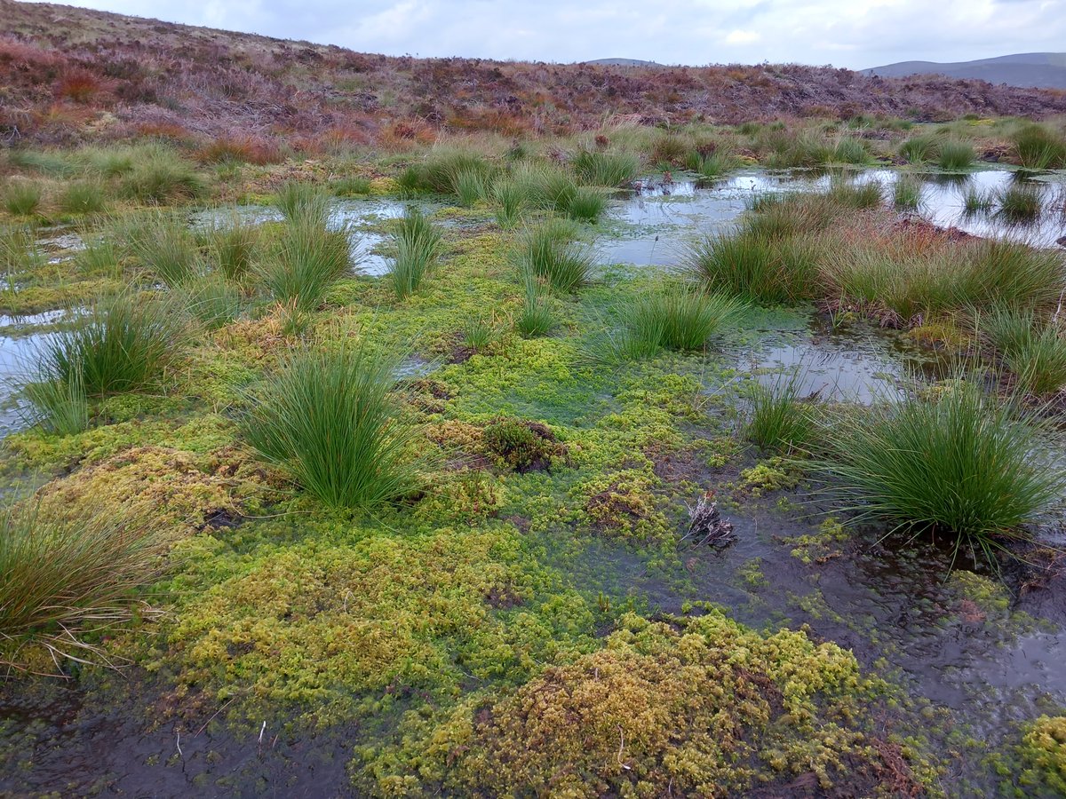 fb.me/e/4gQjeRNk7

Dewch draw ar #DiwrnodCorsydd (23 Gorffennaf) Bydd ein harbenigwyr ar fawndiroedd y tu allan i Swyddfa’r RSPB (Wrth ymyl yr argae!) i ateb unrhyw gwestiynau sydd gennych am #Mawndiroedd a sut dylen ni fod yn dathlu popeth mawnog. #RhwydweithiauNatur