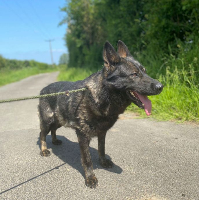 gsrescueelite's tweet photo. Rayne is almost 4yrs old and this poor girl produced litter and litter and was then dumped, Rayne can live with older kids and would benefit from a quiet home with an older, male dog 
#GermanShepherd #dogs #Essex
https://t.co/zq2N4080pk https://t.co/WnGHlSi3hw