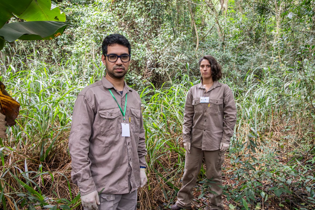 🦟Un equipo de investigadores del Instituto Nacional de Medicina Tropical de la ANLIS Malbrán ubicado en Puerto Iguazú, Misiones, está realizando estudios en terreno donde se buscan mosquitos de las especies Aedes aegypti y Aedes albopictus, en sus diferentes estadios.

👇 Sigue.