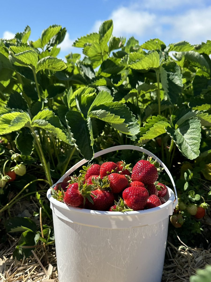 What a day to come strawberry picking! With this heat, the berries are ripening fast. Get your berries today!