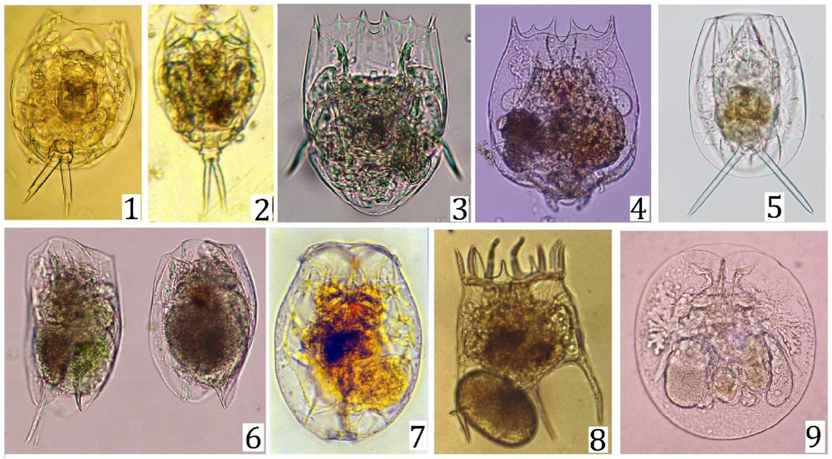 DiversityMDPI's tweet image. 👏Congratulations for the Most Viewed Article “#Rotifer Species Diversity in Mexico: An Updated Checklist" by S. S. S. Sarma  et al.

mdpi.com/1424-2818/13/7…