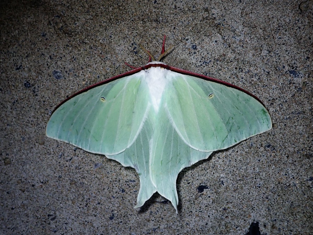 musimusi2013's tweet image. オオミズアオ
月の女王