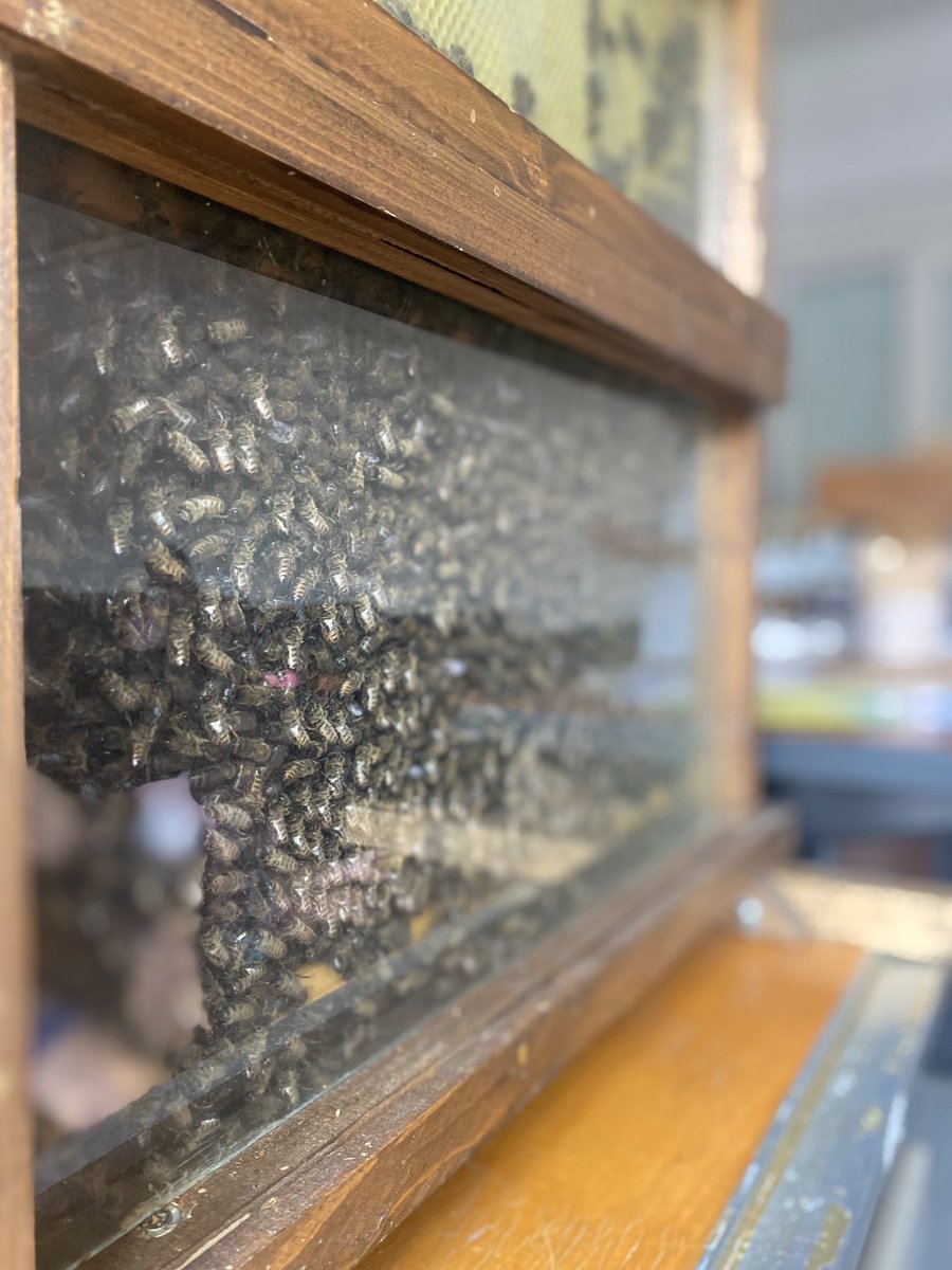 cursosveranouc's tweet photo. Con abejas y miel, así estamos inaugurando las actividades culturales de la @unican en Liébana. Esta tarde segundo asalto, ¡no os perdáis la conferencia de Roman Cid a las 18:30 en La Casa Sindical! Promete ser muy dulce 🍯 #Potes #VeranoUC2023 https://t.co/NnGKmJz55A