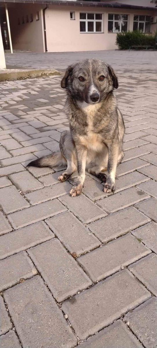 LendAPawRescue's tweet photo. No one has asked for Nelly 😭 please share so we can find her family and get her home #AdoptDontShop #RescueDog

Nelly was reported to the dog catchers and we need to get her home as soon as possible! Wee girl of 1,5 years with a weight of 12 kilos, is kind to everyone, dogs and humans alike needs your help to find a home. 

Since being caught by the dog catcher in this town many times results in no one seeing the dog again so for the time being she’s been taken to a temporary foster. 

She used to live on a school yard where the kids would feed her, they all loved her and she them, but some parent thought that wasnt appropriate and thus reported her to be removed. 💔

If you are looking for that perfect bit of puzzle to complete your family, you can stop looking now, cause here she is just waiting for a family to call her own. 

Message to adopt or for additional info on our precious girl https://t.co/fZTEMxOW72

Or if you prefer WhatsApp https://t.co/QyoGq4V2Hz

Please share! 🙏🏻🐕