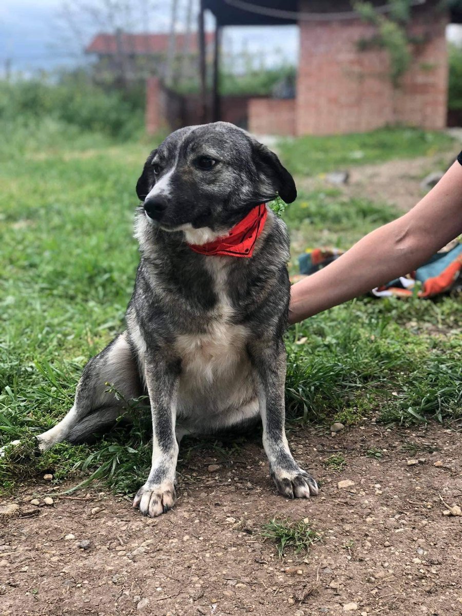 LendAPawRescue's tweet photo. No one has asked for Nelly 😭 please share so we can find her family and get her home #AdoptDontShop #RescueDog

Nelly was reported to the dog catchers and we need to get her home as soon as possible! Wee girl of 1,5 years with a weight of 12 kilos, is kind to everyone, dogs and humans alike needs your help to find a home. 

Since being caught by the dog catcher in this town many times results in no one seeing the dog again so for the time being she’s been taken to a temporary foster. 

She used to live on a school yard where the kids would feed her, they all loved her and she them, but some parent thought that wasnt appropriate and thus reported her to be removed. 💔

If you are looking for that perfect bit of puzzle to complete your family, you can stop looking now, cause here she is just waiting for a family to call her own. 

Message to adopt or for additional info on our precious girl https://t.co/fZTEMxOW72

Or if you prefer WhatsApp https://t.co/QyoGq4V2Hz

Please share! 🙏🏻🐕