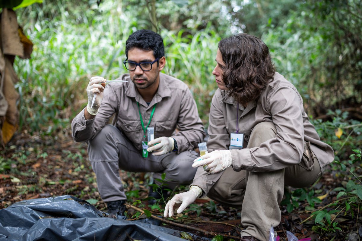 🔬Luego, en laboratorio y mediante técnicas de biología molecular, se busca detectar la presencia de virus como dengue, chikungunya, fiebre amarilla y otros arbovirus.