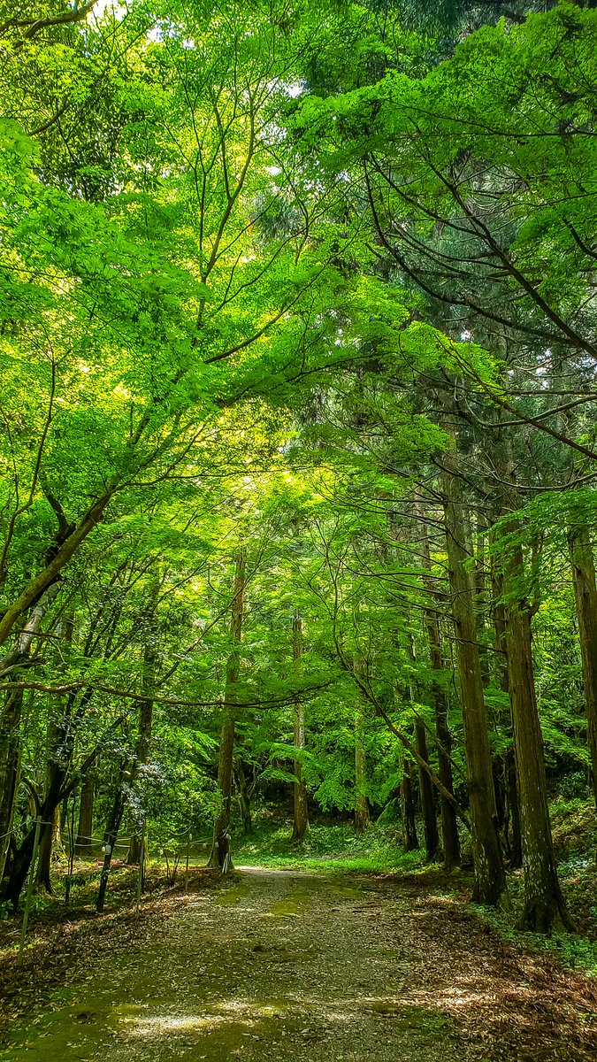 もちろん神社に来たからには参拝して帰らねば(^^)⤴⁡

⁡2022年5月1日(日)⁡
⁡
⁡#過去pic
#愛媛 ⁡#大洲⁡⁡⁡⁡
⁡#少彦名神社⁡
⁡⁡#パワースポット⁡
#キリトリセカイ
⁡#カメラ好きと繋がりたい
#写真好きな人と繋がりたい⁡
#ファインダー越しの私の世界