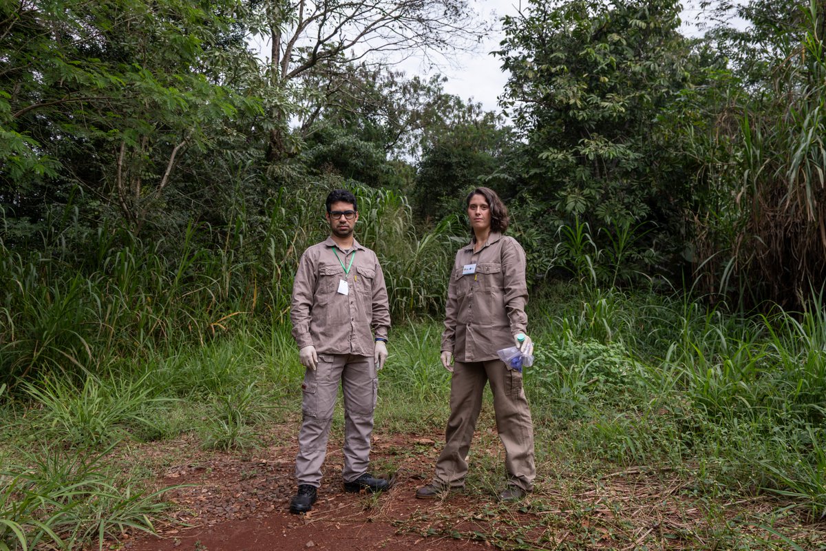 🔍Además, se analizan ciclos de transmisión de los virus, observando interacciones entre vectores y hospedadores, que permiten evaluar cómo las poblaciones de mosquitos determinan la intensidad de la transmisión.

#INMeT #ANLISenACCION