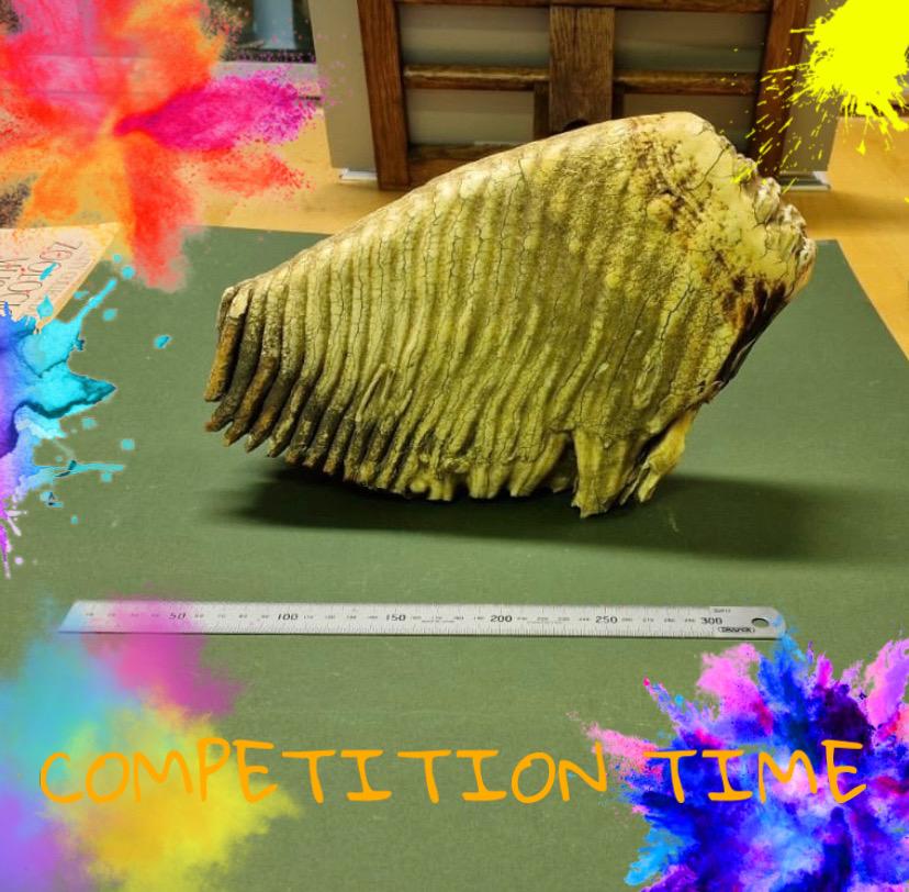 TCD Zoology Museum tweet media