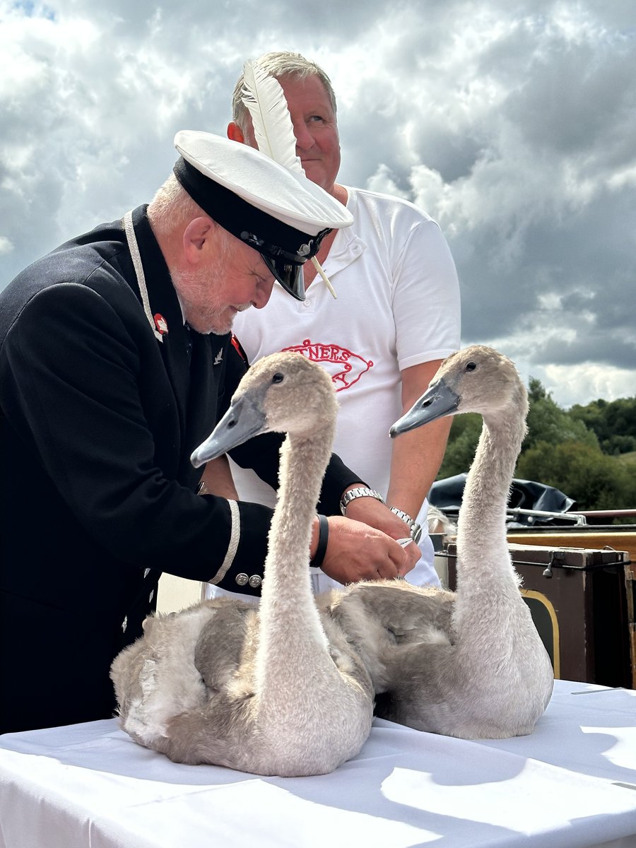 VintnersCompany's tweet photo. The annual census of the swans on the Thames started this week with @vintnerscompany taking to the waters for the annual Swan Voyage. #swanupping plays a vital role in the conservation of the mute swan to collect data, assess the health of cygnets and examine them for injuries. https://t.co/9cT8Jrai2O