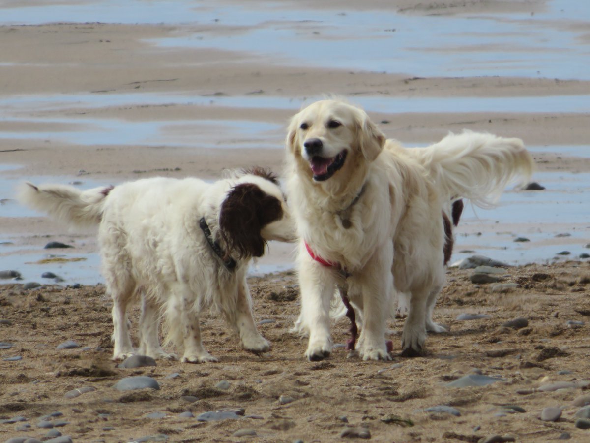 CornDollyXx56's tweet photo. Another thing I love about Devon is making new friends on their long sandy beaches #ThrowbackThursday 

@Devon @Torbay

#PoppyLovesDevon #ChildrensBook #goldenretriever https://t.co/aMwZ2HyTyA
