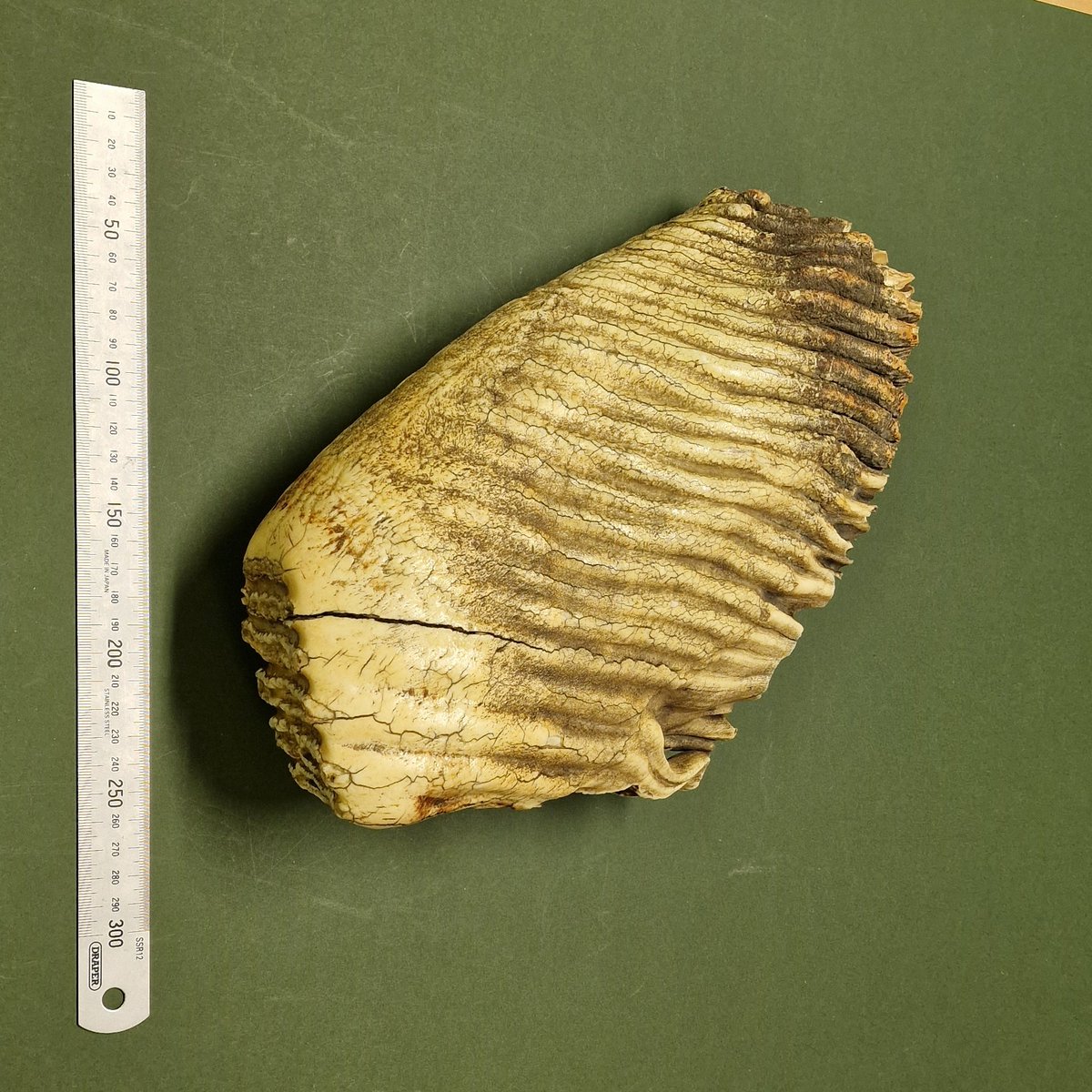 TCD Zoology Museum tweet media