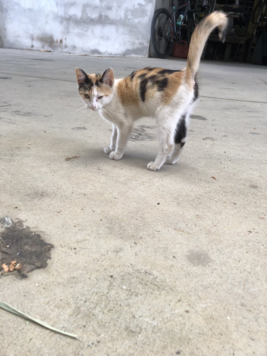 GeriBrage's tweet photo. Apareció este gato en mi casa que seguramente llego en el motor del coche y probablemente sea de la zona de SILLOBRE, FENE.
Se agradece difusión!!!! https://t.co/0Al7PGIJ8Z