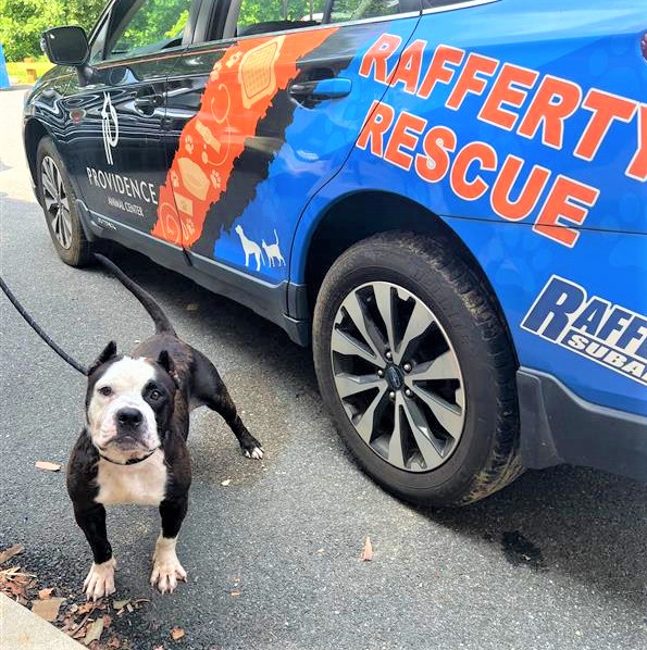 RaffertySubaru's tweet photo. Rafferty #RESCUE #POTW: Mamacita! https://t.co/5A8MqJqrFJ…………. #petoftheWeek #RaffertyRescue #rescuedog #RescueDogs #ADOPT
@Providence_AC https://t.co/mSXVtrnd8z
