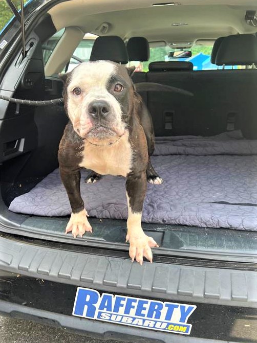 RaffertySubaru's tweet photo. Rafferty #RESCUE #POTW: Mamacita! https://t.co/5A8MqJqrFJ…………. #petoftheWeek #RaffertyRescue #rescuedog #RescueDogs #ADOPT
@Providence_AC https://t.co/mSXVtrnd8z
