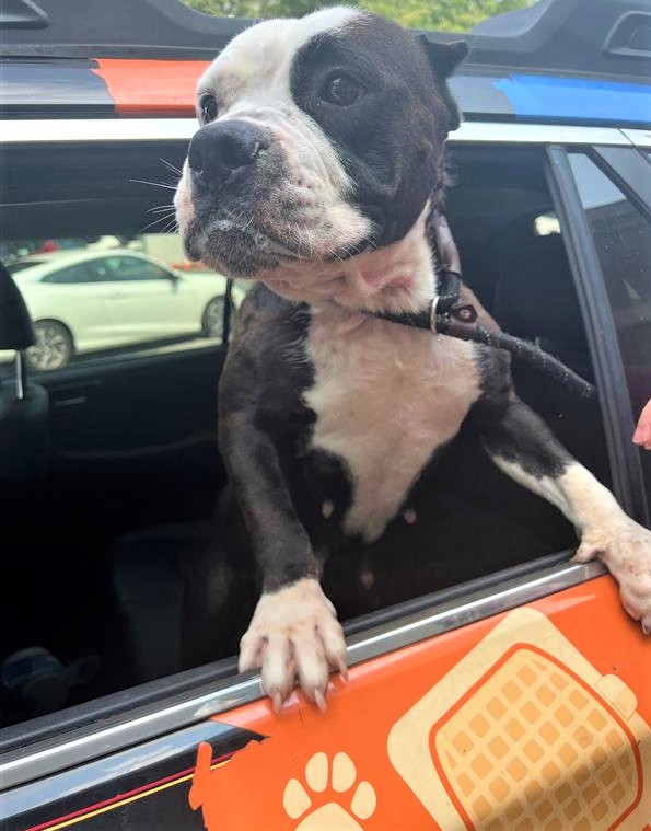 RaffertySubaru's tweet photo. Rafferty #RESCUE #POTW: Mamacita! https://t.co/5A8MqJqrFJ…………. #petoftheWeek #RaffertyRescue #rescuedog #RescueDogs #ADOPT
@Providence_AC https://t.co/mSXVtrnd8z