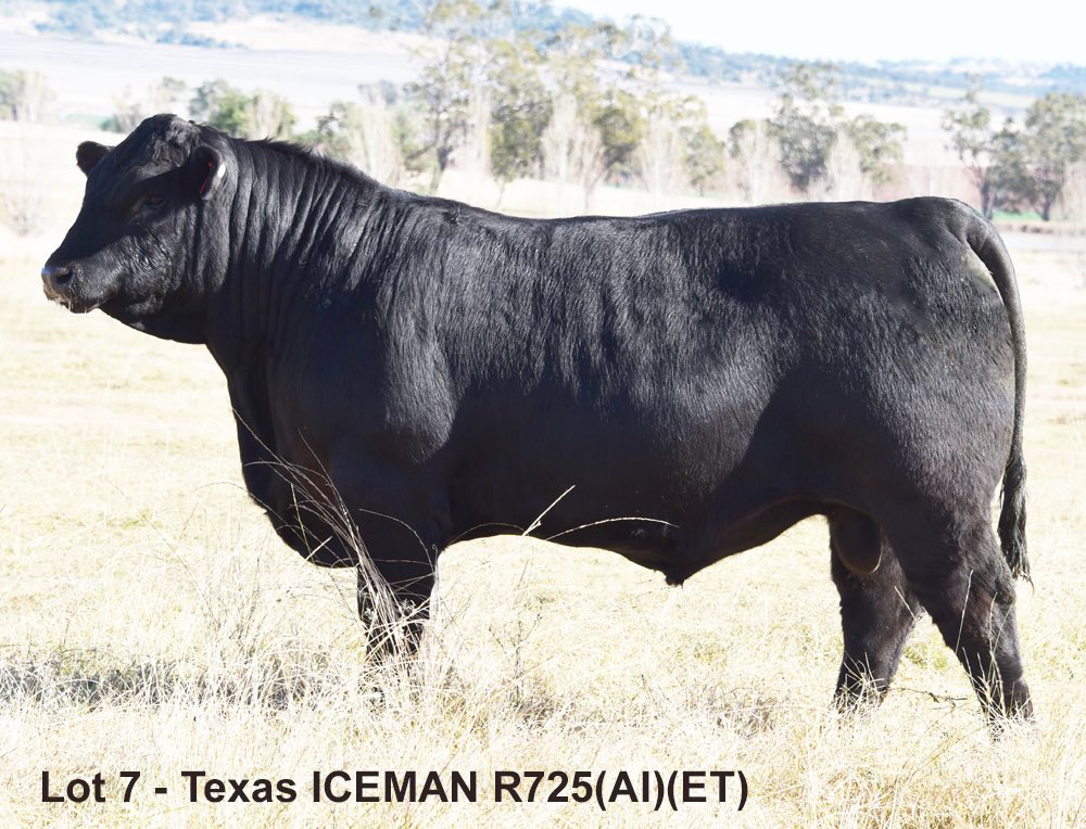texasangus's tweet photo. The first Texas ICEMAN calf born in Europe! https://t.co/sMwPRN41bc