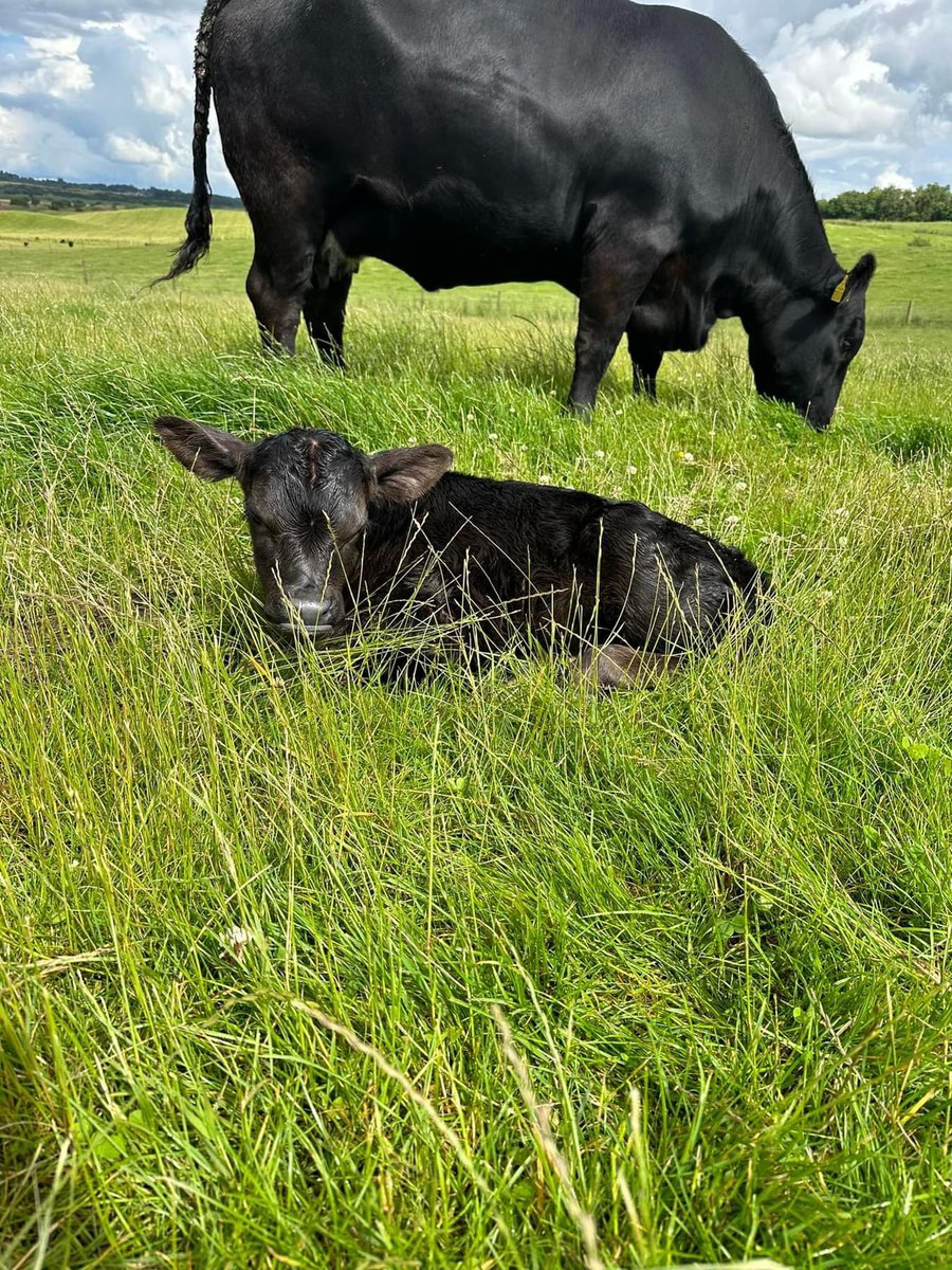 texasangus's tweet photo. The first Texas ICEMAN calf born in Europe! https://t.co/sMwPRN41bc