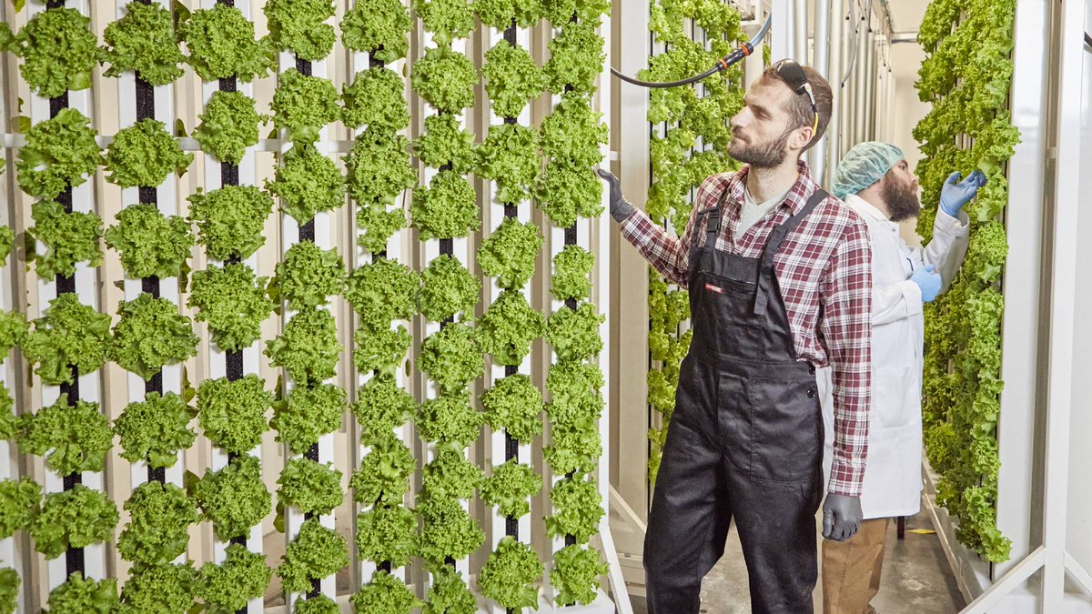 We provide a turnkey solution for vertical farming, regardless of the region and chosen corner of the world. If you'd like to discuss your future vertical farming project, schedule a meeting with us:  bit.ly/43GV5bi