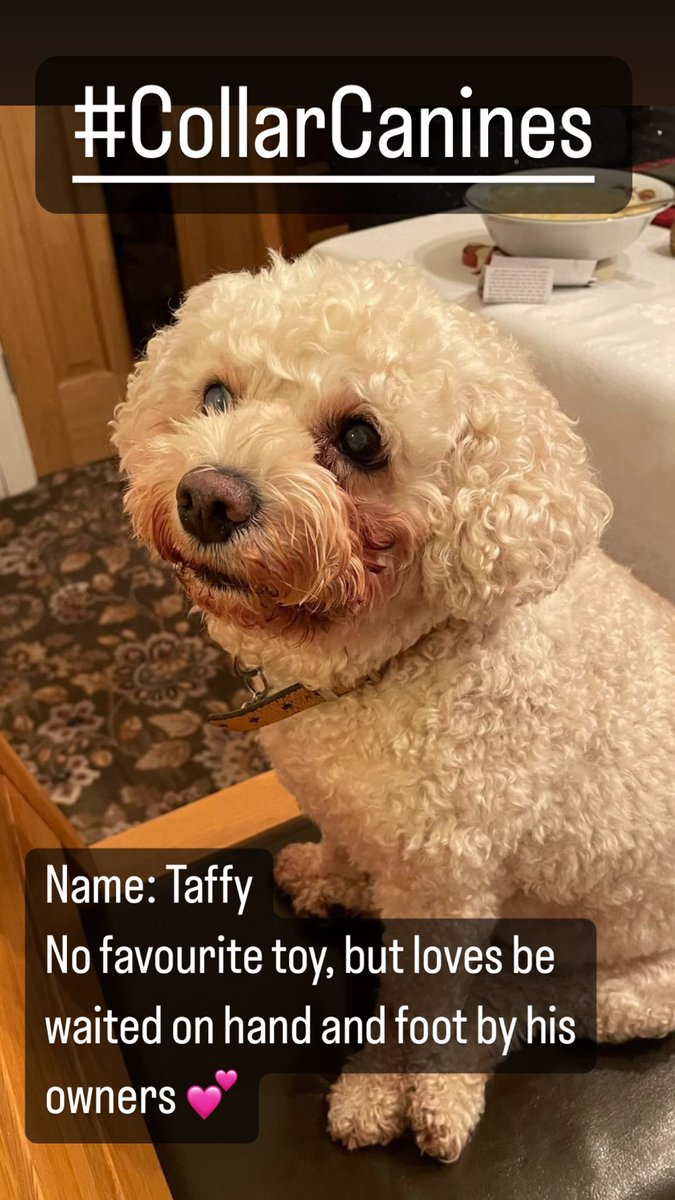 COLLARtheplay's tweet photo. #CollarCanines - Day 9 

Meet Taffy! 🐾

Taffy is named both for his identity as a Welshman and his love for sweet things 🏴󠁧󠁢󠁷󠁬󠁳󠁿🍭

Taffy is wishing ‘pob lwc’ for all those involved in COLLAR at the #edfringe #edfringe23 this August 🐶

🎟️ Link to tickets in bio! https://t.co/aoicAYeMSZ