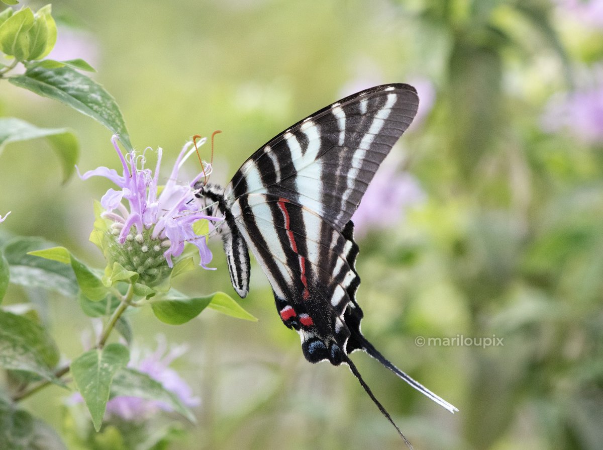 🌸🦋When you grow flowers, you will have butterflies!🦋🌸
A Zebra Swallowtail on our bee balm or Monarda blooms!
#InsectThursday #ThePhotoHour #Butterflies #swallowtails #ButterfliesofTwitter #photooftheday #NaturePhotography #PhotographyIsArt  #Nikon