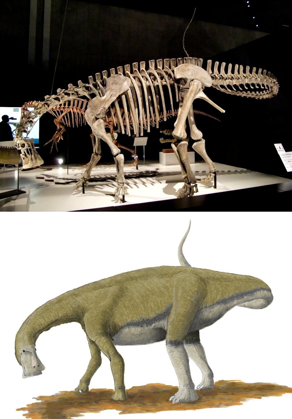 ニジェールサウルス　歯　神レア　化石 ニジェールサウルス - Wikipedia
