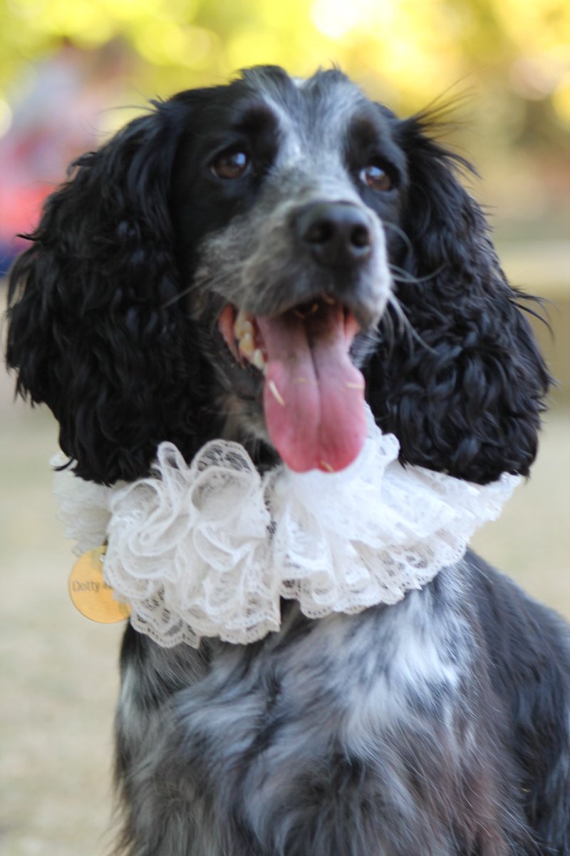 SunMoonTheatre's tweet photo. @The_Globe Is there room for one more gorgeous dog in a ruff? Her name is Dotty & she has played Crab in #TwoGents in addition to mini cameos in #TwelfthNight & #AsYouLikeIt because she's just so lovely #dogsoftwitter https://t.co/VNOHMSvJFL