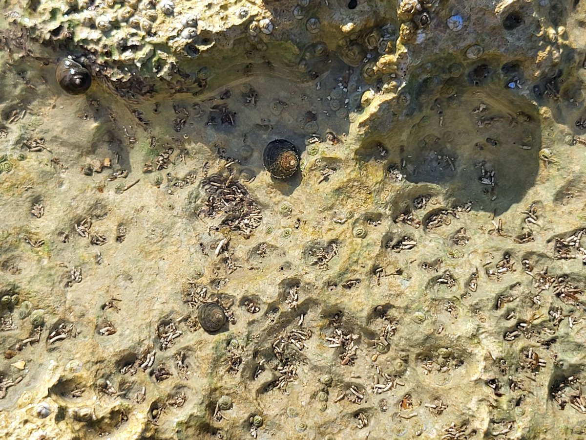 MACoombes's tweet photo. #Rockpools littered with chalky #limpet poo! So much #bioerosion going on, helping smooth these pools in contrast to the weathered, jagged &amp; pitted emergent rock surface. #biogeomorphology #rockyshore #fieldwork https://t.co/FxYIM7YPwG