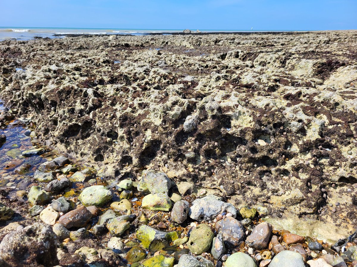 MACoombes's tweet photo. #Rockpools littered with chalky #limpet poo! So much #bioerosion going on, helping smooth these pools in contrast to the weathered, jagged &amp; pitted emergent rock surface. #biogeomorphology #rockyshore #fieldwork https://t.co/FxYIM7YPwG