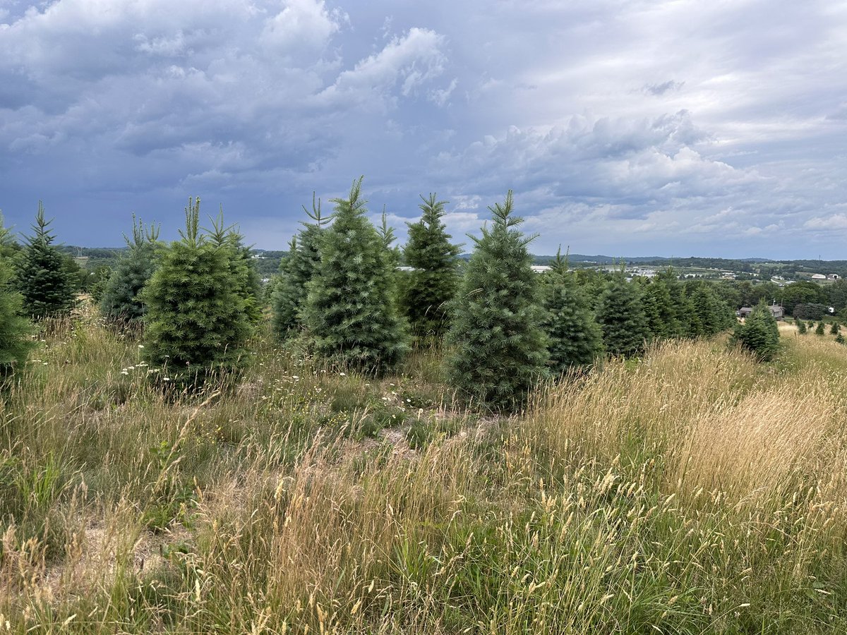 QPTreeFarm's tweet photo. Happy #NationalPennsylvaniaDay! 
Pennsylvania ranks third in the nation for the number of Christmas tree farms.
There are more than 1,400 Christmas tree farms in the Commonwealth. These tree farms account for nearly 31,000 acres; and produce about 1 million cut trees each year. https://t.co/wJRMB5Udk9